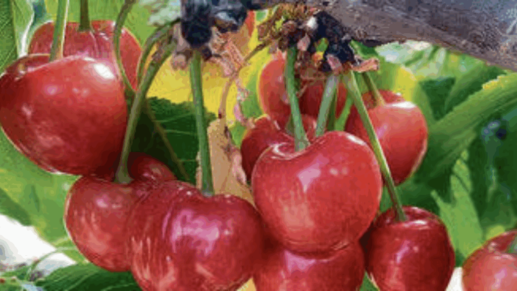 Cherries are being grown in the Negev desert 