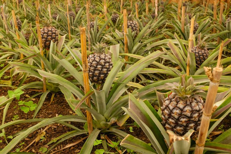 Growing pineapples in the Negev desert
