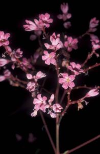 Spear-leaf dogbane