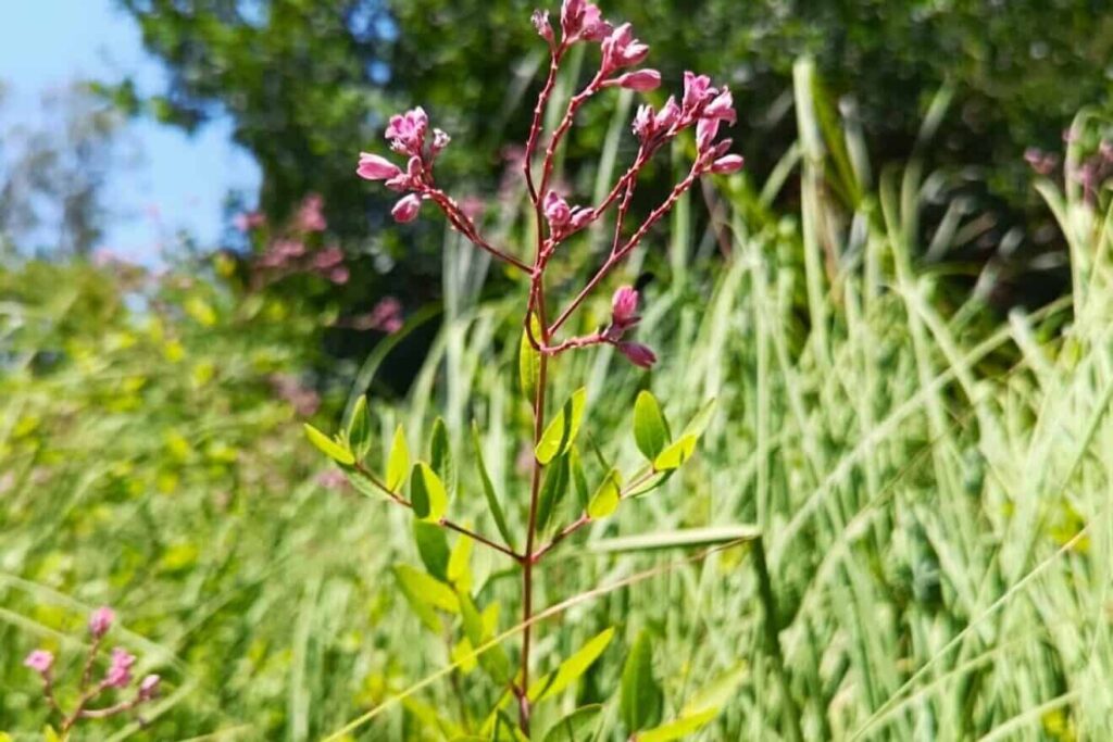 Spear-leaf dogbane