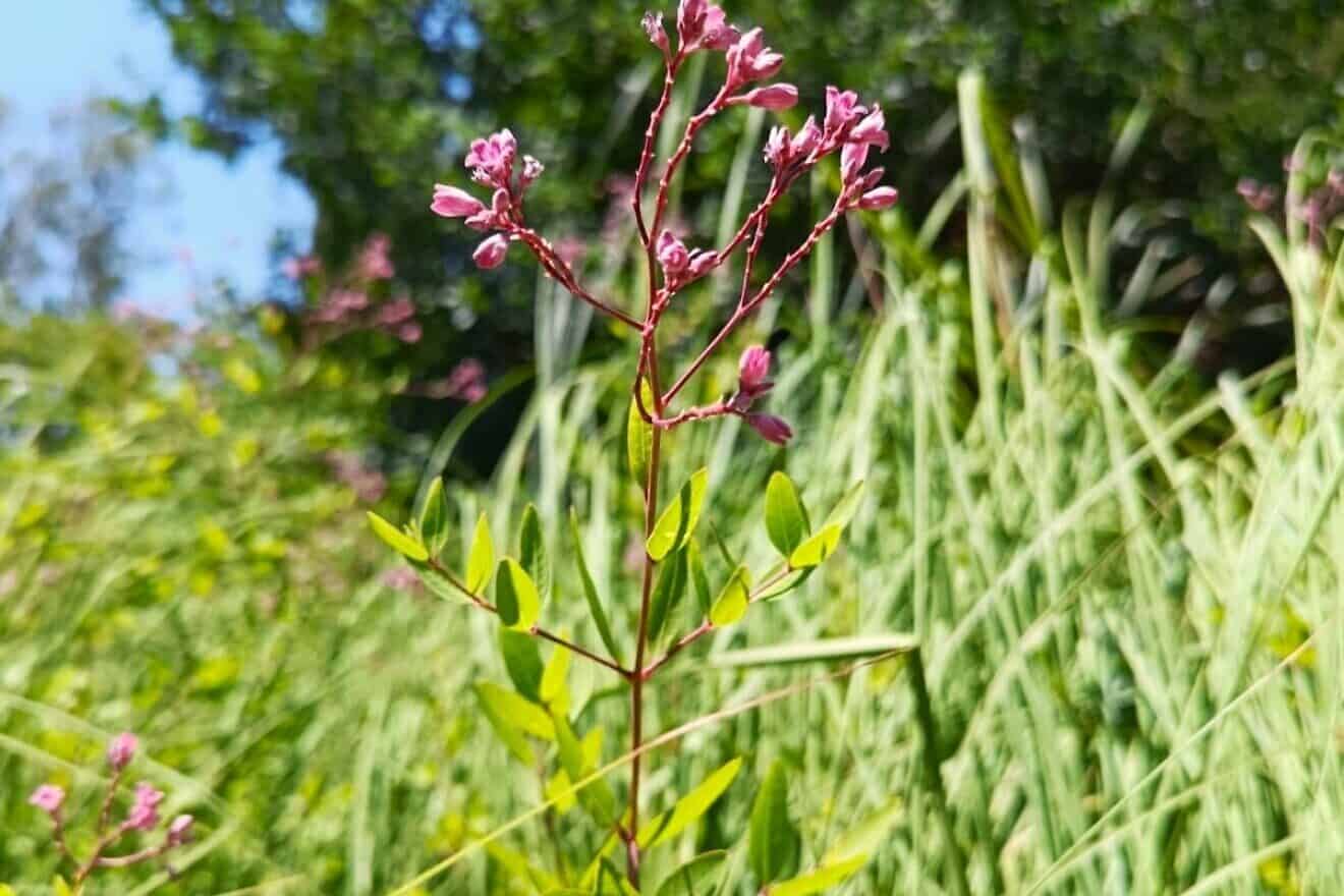 Spear-leaf dogbane