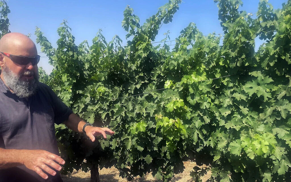 Winemaker Asaf Gilai with his Cabernet grapes in Moshav Nir David in June 2025.