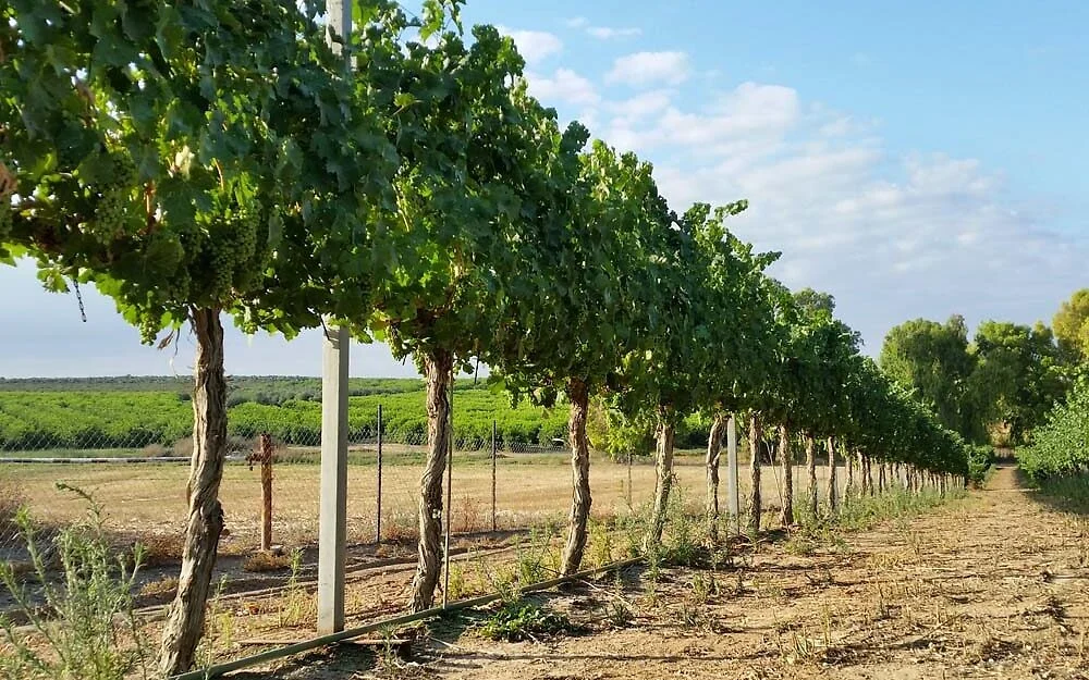 A view of the vineyard at Galai Winery in the Negev.