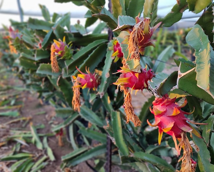ripe dragon fruit