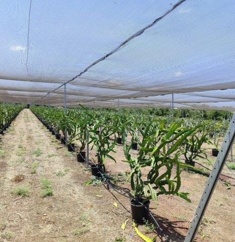 Dragon fruit trellising