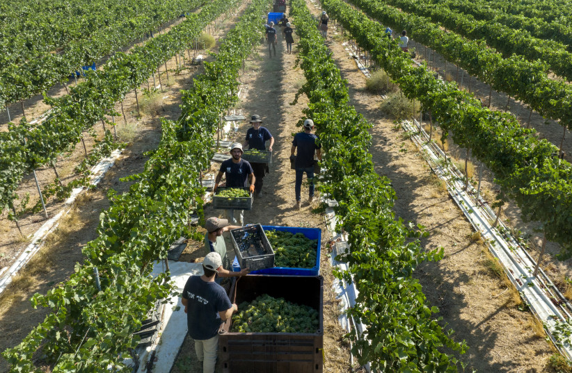 Harvesting white wine grapes in the Negev.