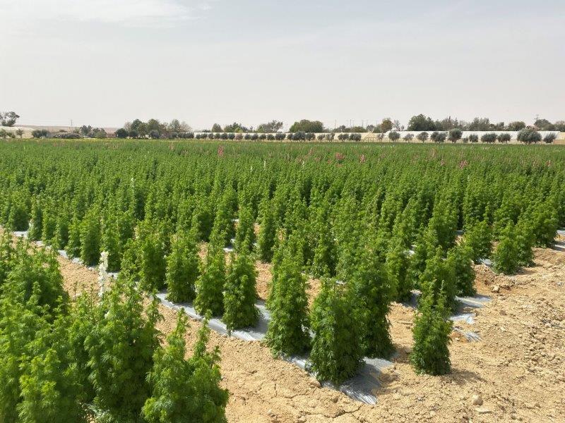 Ashalim organic farming, Negev, Israel