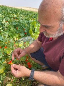 Ashalim organic farming, Negev, Israel
