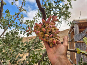 Pistachio trees, Negev, Israel