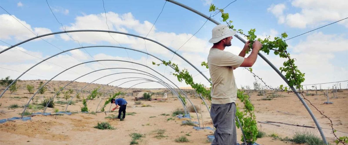 Farming in the Negev